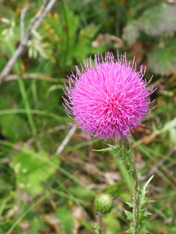 Malga  Campo - cfr. Carduus defloratus  subsp. tridentinus